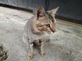 Close up of a Javanese cat with gray and brown fur