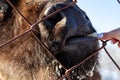 A close-up on the jaws of an animal bull on Wall Street, a cow, a bison stuck through the net fence is fed from the hand with