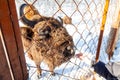 A large brown bison or wall street bull stands with its mouth open in the snow near the hay. An endangered species of animals