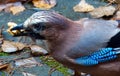 Close up of a jay, Garrulus glandarius, eating a walnut kernel Royalty Free Stock Photo