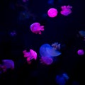 Close-up Jellyfish, Medusa in fish tank with neon light. Jellyfish is free-swimming marine coelenterate with a jellylike bell- or