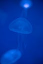 Close-up Jellyfish, Medusa in fish tank with neon light. Jellyfish is free-swimming marine coelenterate with a jellylike bell- or