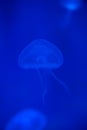 Close-up Jellyfish, Medusa in fish tank with neon light. Jellyfish is free-swimming marine coelenterate with a jellylike bell- or Royalty Free Stock Photo
