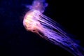 Close-up Jellyfish, Medusa in fish tank with neon light. Jellyfish is free-swimming marine coelenterate with a jellylike bell- or