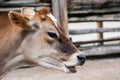 Close-up of jersey cow head with mouth open Royalty Free Stock Photo