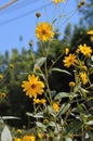 Close-up of Jerusalem Artichoke Flowers, Sunroot, Nature, Macro Royalty Free Stock Photo