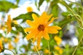 Close-up of Jerusalem Artichoke Flowers, Sunroot, Nature, Macro