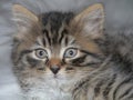 Close-up head-shot of Jesse the kitten. Royalty Free Stock Photo