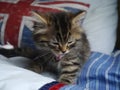 Close up of Jesse the kitten licking herself. Royalty Free Stock Photo