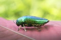 Jewel beetle or Metallic wood-boring beetle in Southeast Asia. Royalty Free Stock Photo