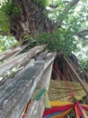 Close up on banyan tree buddhist motive