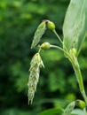 Close up of Jobs tears flower