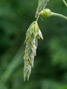 Close up of Jobs tears flower