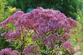 Close up of a Flowering Joe Pye Weed Royalty Free Stock Photo