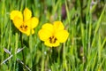 Close up of Johnny-Jump-Up wildflowers (Viola pedunculata) blooming in spring, Santa Clara county, south San Francisco bay area,