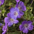 Close-up of Johnson\'s blue perennial cranesbill flowers