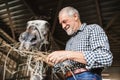 A close-up of a senior man feeding a horse hay in a stable. Royalty Free Stock Photo