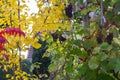 Close-up of juicy bunches of blue grapes hanging in a vineyard surrounded by yellow and green leaves Royalty Free Stock Photo