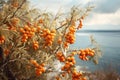 Close-up of juicy bunches of sea-buckthorn in the sunlight