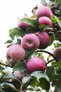 Close up of a juicy red apple