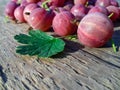 Close-up of juicy ripe red berries and a leaf of a gooseberry on a wooden background. Copy space. Gooseberry harvest Royalty Free Stock Photo