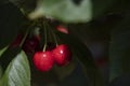 Close up of juicy ripe red cherries