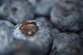 Close up of juicy, tasty blueberries. Extreme close up of fruit texture background. Royalty Free Stock Photo