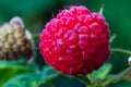 Close-up juicy tasty raspberries, ready to eat, hanging on a bush branch in a vegetable and fruit garden