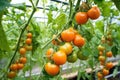 close-up of juicy tomatoes on the vine in a greenhouse