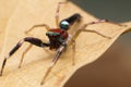 Close up of jumper spider on the dry leaf in Thailand, Beautiful Jumping Spider Royalty Free Stock Photo