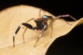 Close up of jumper spider on the dry leaf in Thailand, Beautiful Jumping Spider Royalty Free Stock Photo