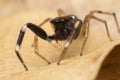 Close up of jumper spider on the dry leaf in Thailand, Beautiful Jumping Spider Royalty Free Stock Photo