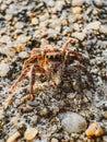 Close up of jumper spider are hunt