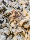 Close up of jumper spider are hunt