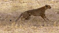 Close-up of a jumping cheetah on the hunt in the desert Royalty Free Stock Photo