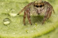 Close up of jumping spider colorful on nature green leaf plant background Royalty Free Stock Photo