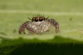 Close up of jumping spider colorful on nature green leaf plant background Royalty Free Stock Photo