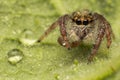 Close up of jumping spider colorful on nature green leaf plant background Royalty Free Stock Photo