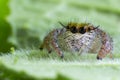 Close up of jumping spider colorful on nature green leaf plant background Royalty Free Stock Photo