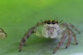 Close up of jumping spider colorful on nature green leaf plant background Royalty Free Stock Photo