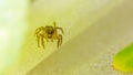Close up jumping spider Royalty Free Stock Photo