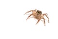 Jumping spider insect white background Royalty Free Stock Photo
