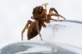 Close up jumping spiders on the bottlenose Royalty Free Stock Photo