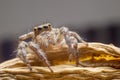 Close up of the jumping spiders on dry branches with black background. Selective focus of the yellow spider on dry leaf in the