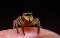 Close up jumping spiders on the hand Royalty Free Stock Photo