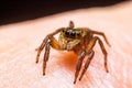 Close up jumping spiders on the hand Royalty Free Stock Photo