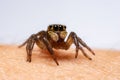 Close up jumping spiders on the hand Royalty Free Stock Photo