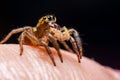 Close up jumping spiders on the hand Royalty Free Stock Photo