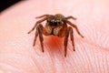 Close up jumping spiders on the hand Royalty Free Stock Photo