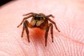 Close up jumping spiders on the hand Royalty Free Stock Photo